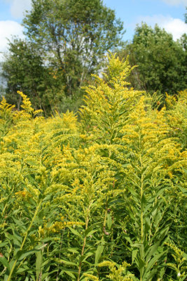 goldenrod.jpg