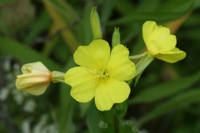 Evening Primrose