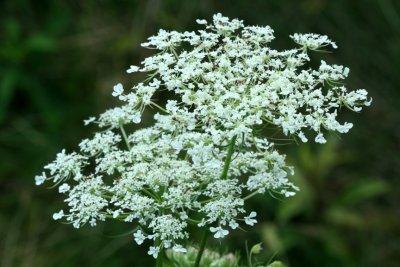 flower51.jpg