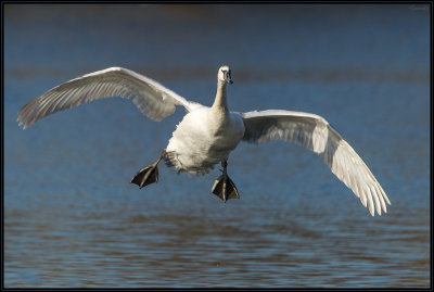 Cygne Tuberculé