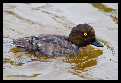 Garrot  oeil d'or femelle 3