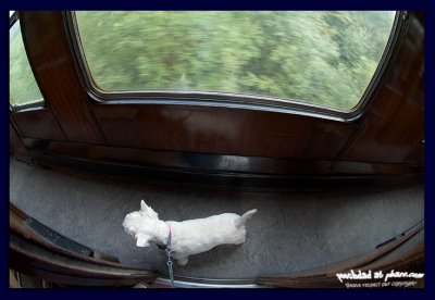 has the ticket inspector gone?