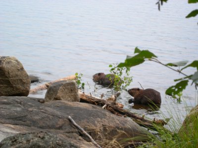 Day 6:  Fourtown Beavers