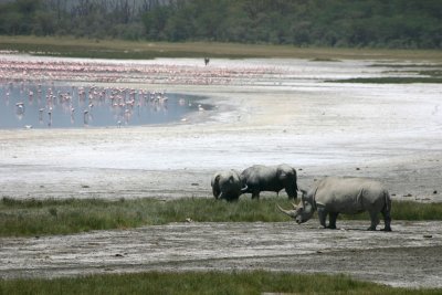 Lake Nakuru, Kenya