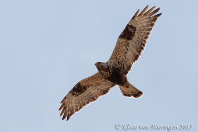 Ruigpootbuizerd / Rough-legged Buzzard 