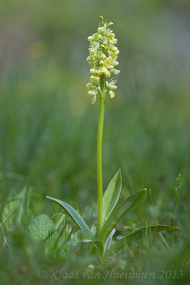Bleke orchis - Pale-flowered Orchid - Orchis pallens