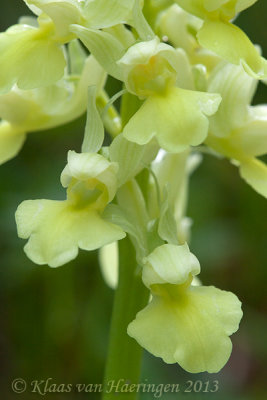 Bleke orchis - Pale-flowered Orchid - Orchis pallens