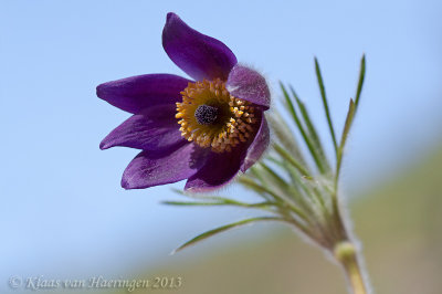 Pulsatilla montana