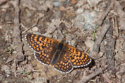 Veldparelmoervlinder - Glanville Fritillary - Melitaea cinxia