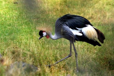 Exotic Bird # 5 Crested Crane