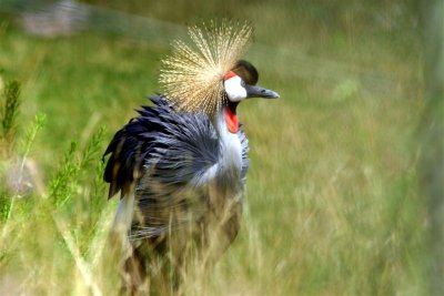 Exotic Bird # 7 Crested Crane