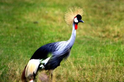 Exotic Bird # 9 Crested Crane