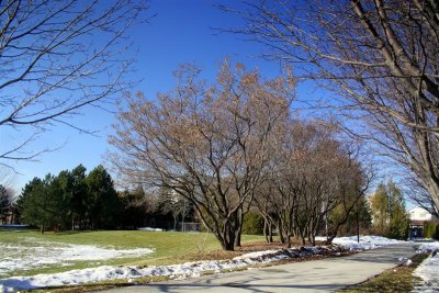 Side Walk At The Park