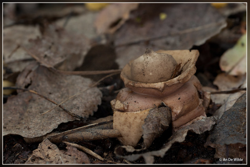 Gekraagde aardster - Geastrum triplex