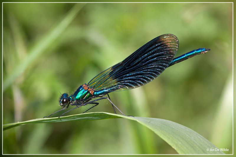 Weidebeekjuffer - Calopteryx splendens