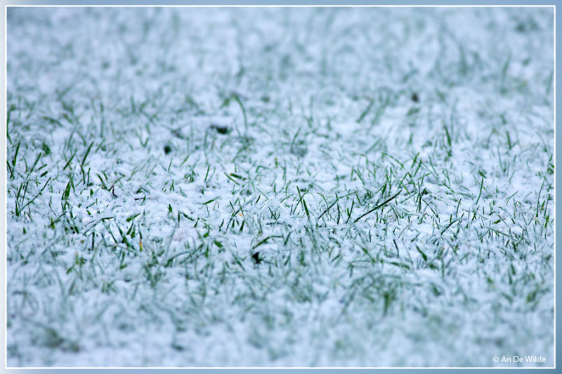 The ground
