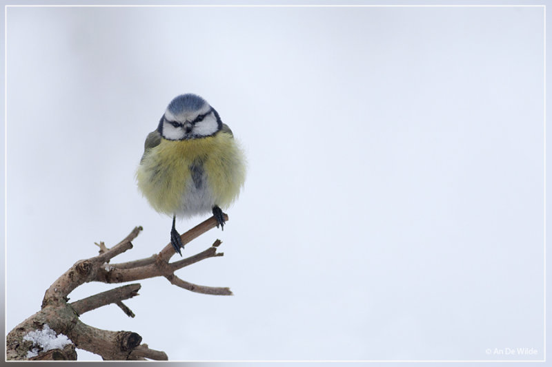 Pimpelmees - Cyanistes caeruleus