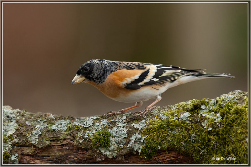 Keep - Fringilla montifringilla
