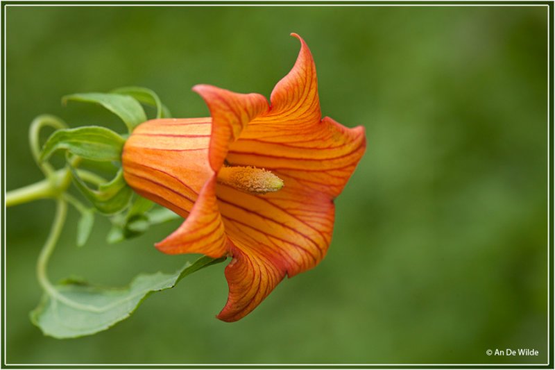 Canarisch klokje - Canarina canariensis