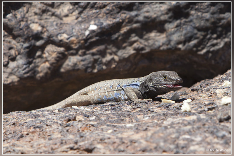Canarische hagedis - Gallotia galloti