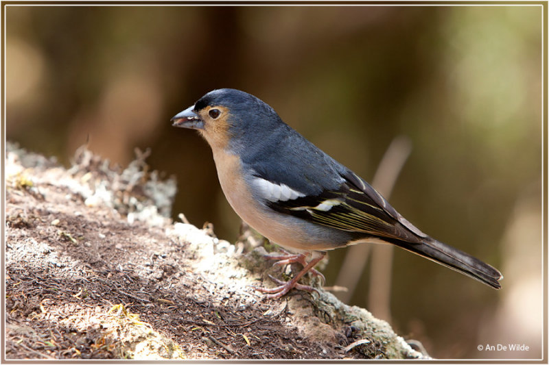 Canarische Vink - Fringilla coelebs canariensis