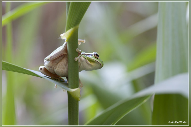 Mediterrane boomkikker- Hyla meridionalis