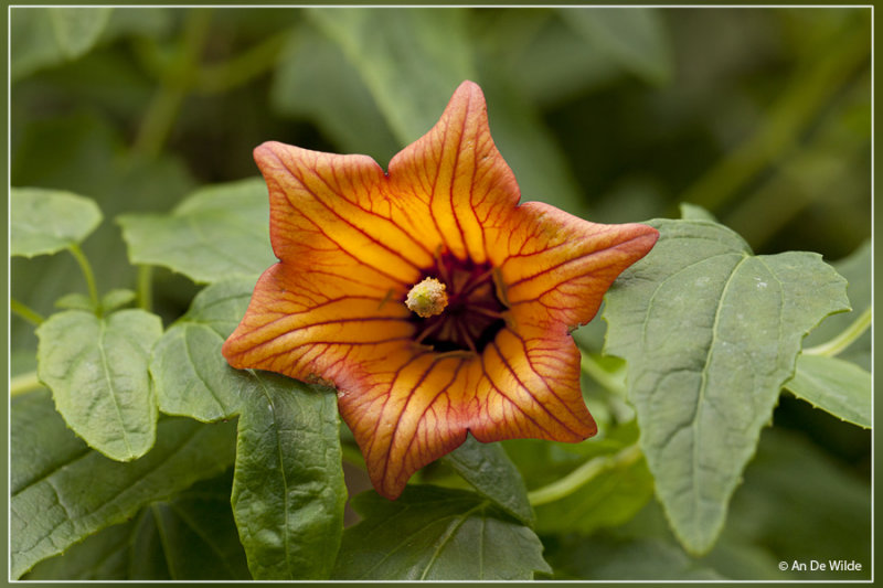 Canarisch klokje - Canarina canariensis