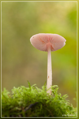 Heksenschermpje - Mycena rosea