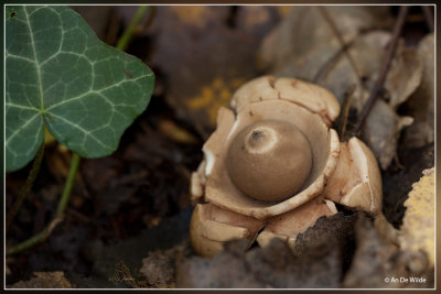 Gekraagde aardster - Geastrum triplex