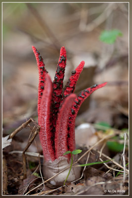 Inktviszwam - Clathrus archeri