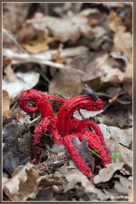 Inktviszwam - Clathrus archeri