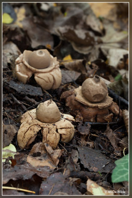 Gekraagde aardster - Geastrum triplex