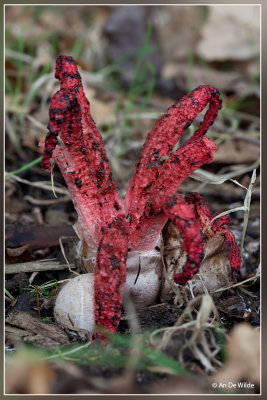 Inktviszwam - Clathrus archeri