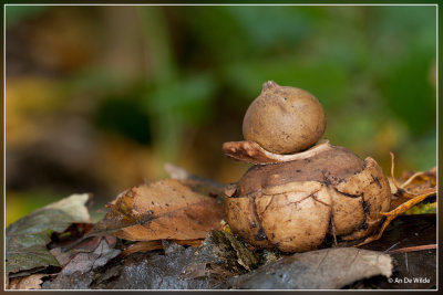 Gekraagde aardster - Geastrum triplex