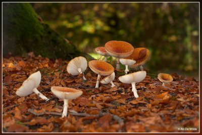 Vliegenzwam - Amanita muscaria