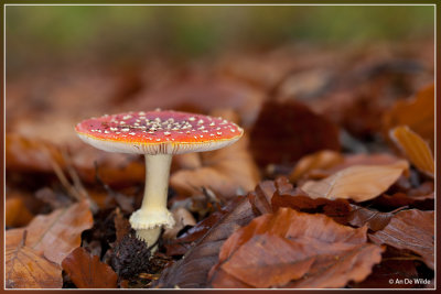 Vliegenzwam - Amanita muscaria