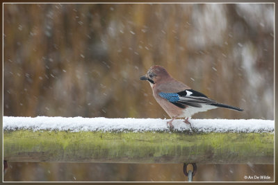 Gaai - Garrulus glandarius