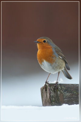 Roodborst - Erithacus rubecula