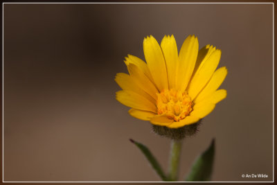 Akkergoudsbloem - Calendula arvensis