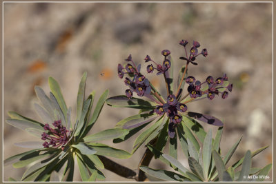 Euphorbia atropurpurea