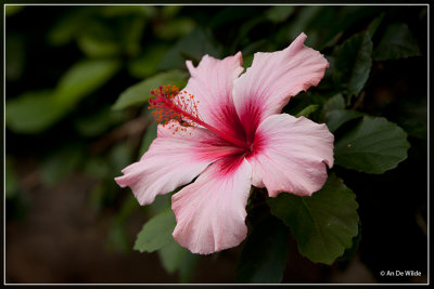 De Chinese roos - Hibiscus rosa-sinensis