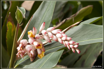 Gember - Alpinia zerumbet