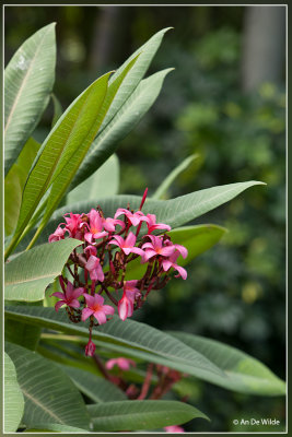 Plumeria rubra - Tempelboom - Frangipani