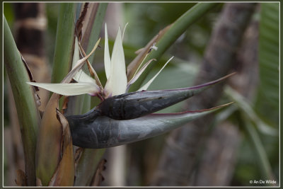 Witte paradijsvogelbloem - Strelitzia nicolai