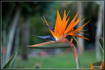 Paradijsvogelbloem - Strelitzia reginae