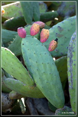 Opuntia ficus-indica - vijgcactus