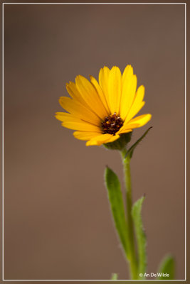 Akkergoudsbloem -  Calendula arvensis L. subsp. bicolor