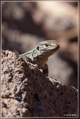 Canarische hagedis - Gallotia galloti