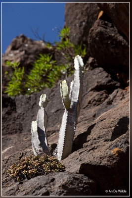 Euphorbia canariensis 