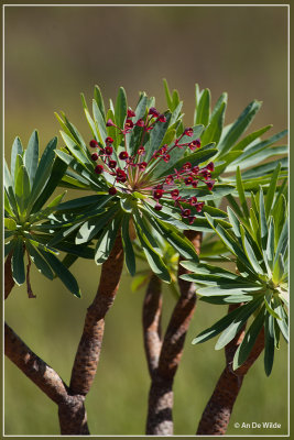 Euphorbia atropurpurea